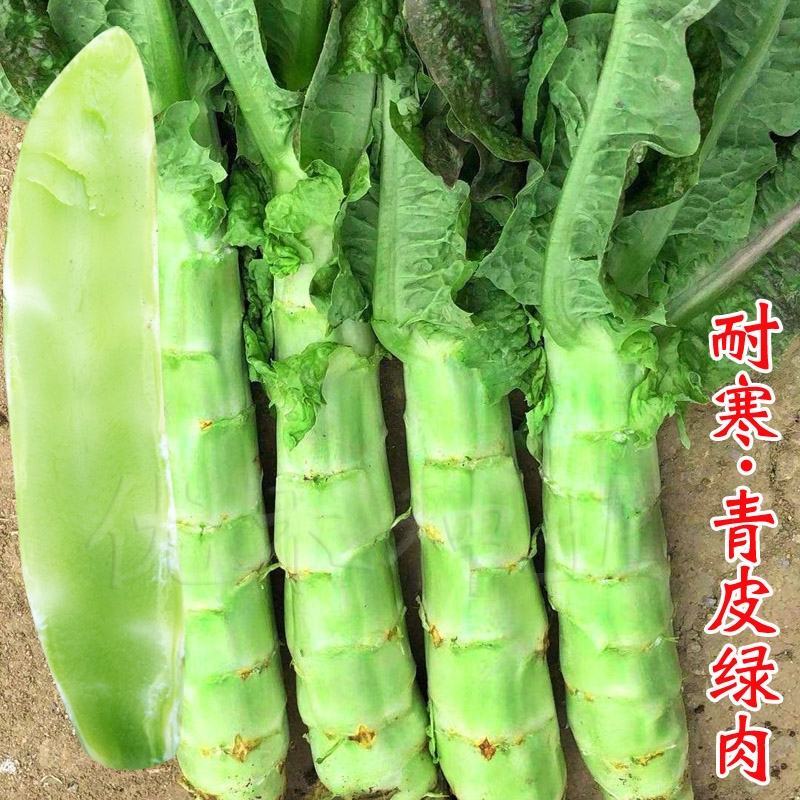 川地特青山维B笋种子香莴苣菜子圆叶绿皮皮青肉耐寒春秋种植