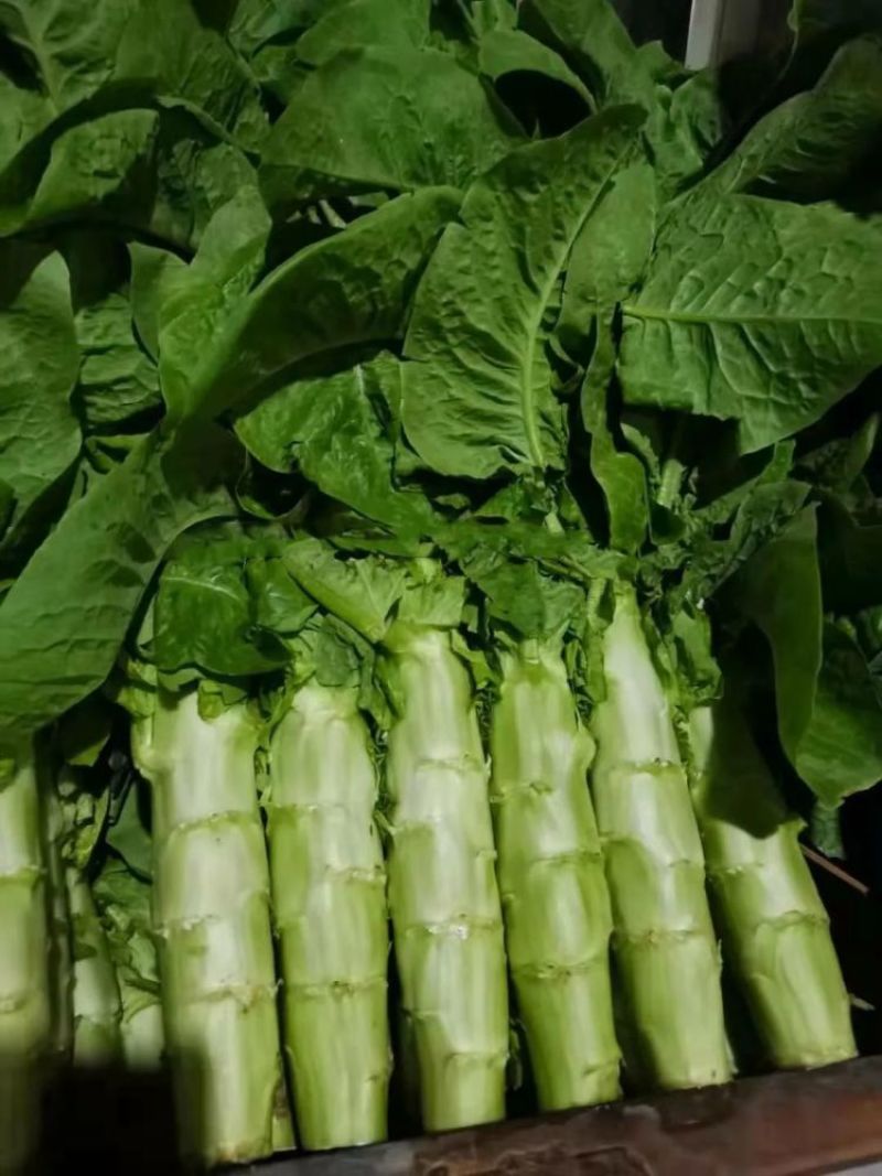 青旺莴笋种子青皮绿肉香莴笋种子高产田园春秋冬播种蔬菜种籽