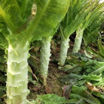 川地特青香美正品香莴苣菜子圆叶绿皮青肉耐寒春秋可种植基地