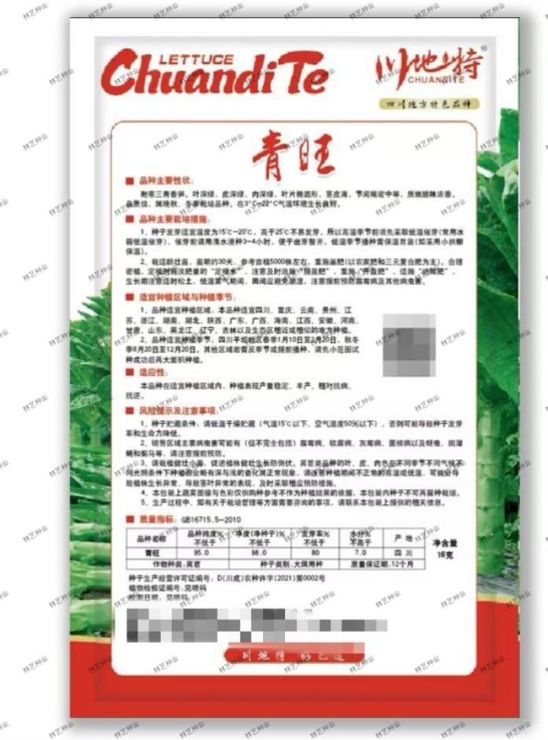 川地特青香美正品香莴苣菜子圆叶绿皮青肉耐寒春秋可种植基地