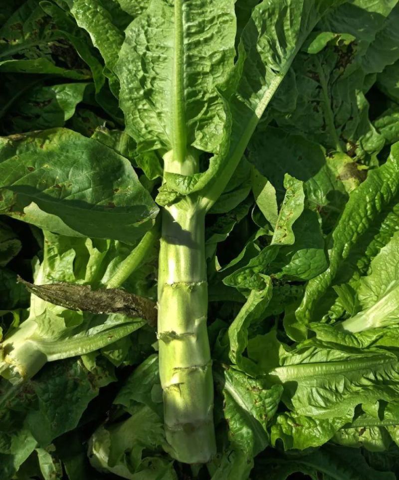 川地特青香美正品香莴苣菜子圆叶绿皮青肉耐寒春秋可种植基地