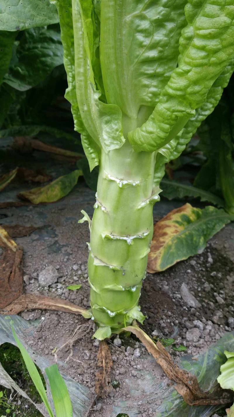 川地特青香美正品香莴苣菜子圆叶绿皮青肉耐寒春秋可种植基地
