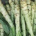 川地特青香美正品香莴苣菜子圆叶绿皮青肉耐寒春秋可种植基地
