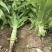 川地特青香美正品香莴苣菜子圆叶绿皮青肉耐寒春秋可种植基地