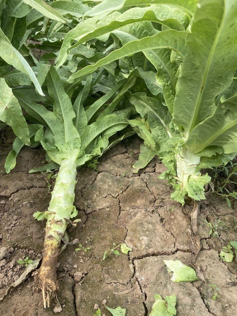 川地特青香美正品香莴苣菜子圆叶绿皮青肉耐寒春秋可种植基地