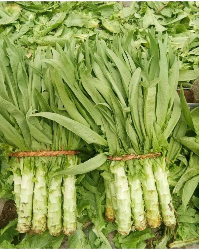 川地特青香美正品香莴苣菜子圆叶绿皮青肉耐寒春秋可种植基地