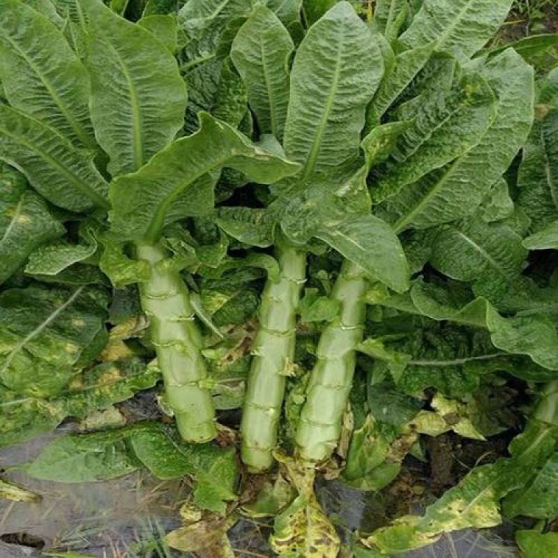 川地特青香美正品香莴苣菜子圆叶绿皮青肉耐寒春秋可种植基地