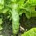 川地特青香美正品香莴苣菜子圆叶绿皮青肉耐寒春秋可种植基地