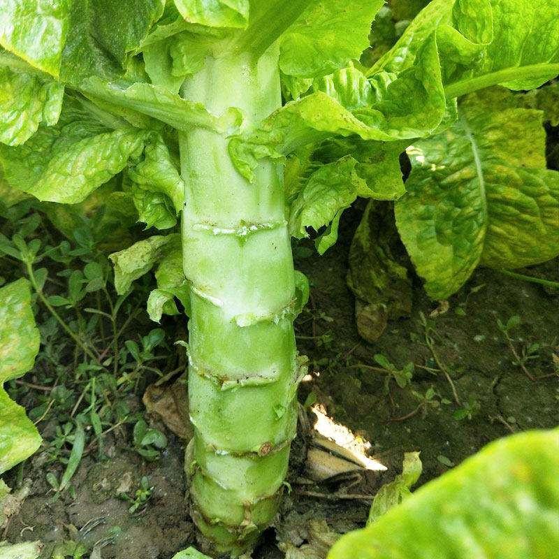 川地特青香美正品香莴苣菜子圆叶绿皮青肉耐寒春秋可种植基地