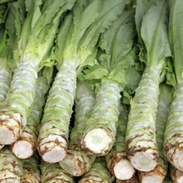 川地特荣华维B笋香莴苣菜子圆叶绿皮青肉耐寒秋春种植