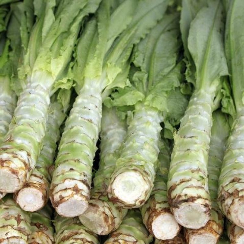 川地特荣华维B笋香莴苣菜子圆叶绿皮青肉耐寒秋春种植