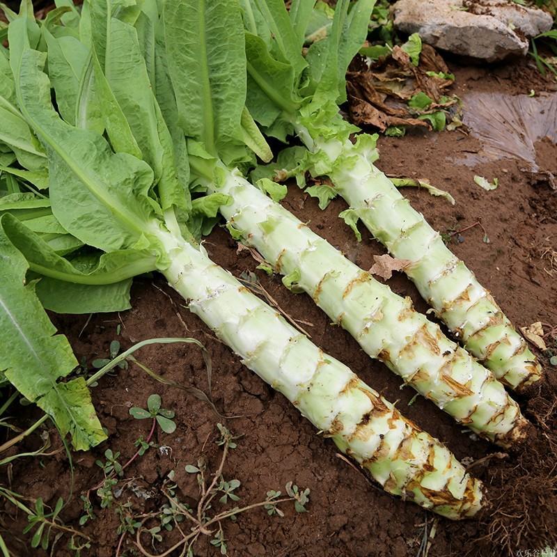 川地特荣华维B笋香莴苣菜子圆叶绿皮青肉耐寒秋春种植