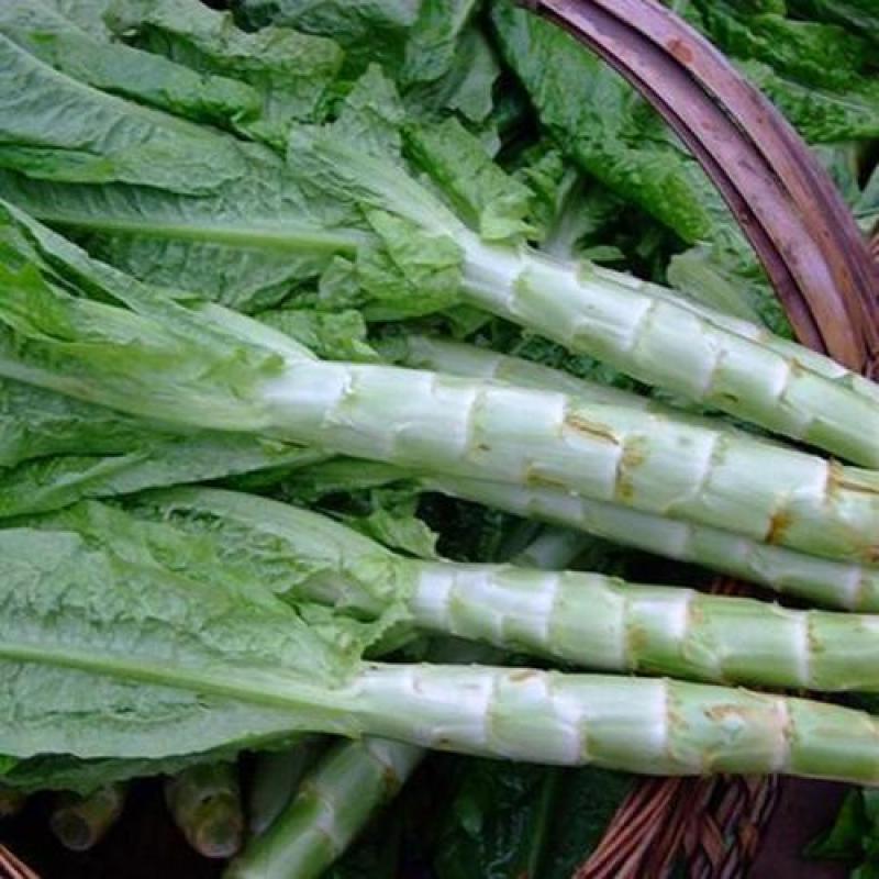 川地特荣华维B笋香莴苣菜子圆叶绿皮青肉耐寒秋春种植