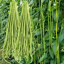 早翠多翻花长豇豆种籽早中熟正宗长豆角种子厚肉春秋高产耐寒