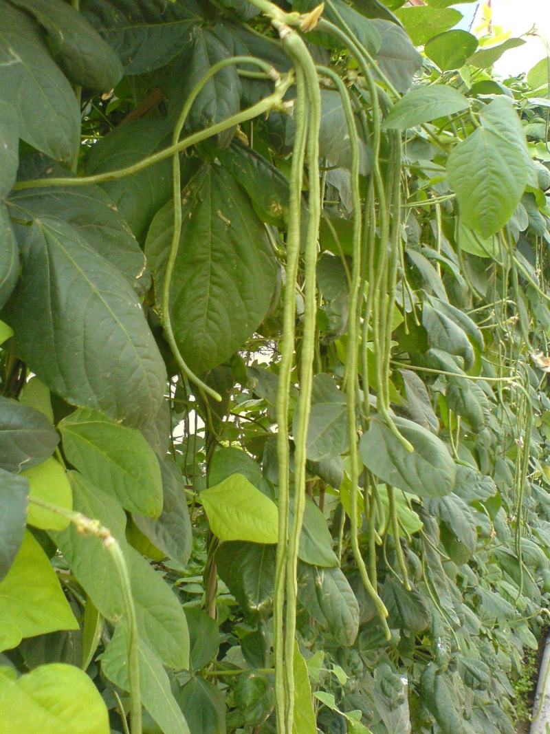 早翠多翻花长豇豆种籽早中熟正宗长豆角种子厚肉春秋高产耐寒