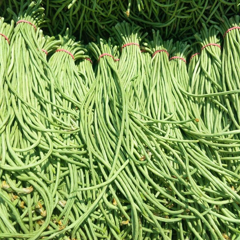 早翠多翻花长豇豆种籽早中熟正宗长豆角种子厚肉春秋高产耐寒