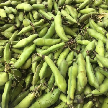 胡豆荚，蚕豆，大白胡豆，货好