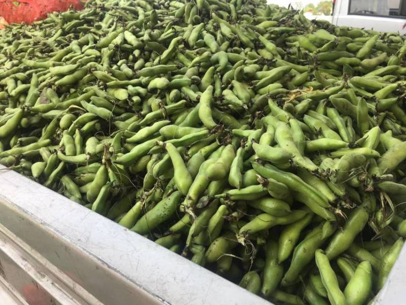 胡豆荚，蚕豆，大白胡豆，货好