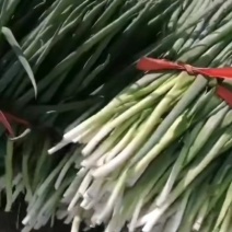 食品厂专用净葱，无黄叶，无毛病。