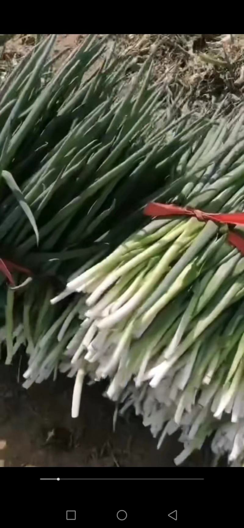 食品厂专用净葱，无黄叶，无毛病。