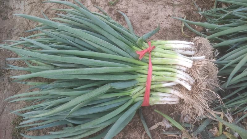 食品厂专用净葱，无黄叶，无毛病。