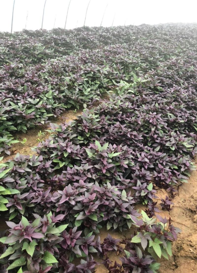 澳洲紫白红薯苗，地瓜苗，一点红红薯苗，澳洲紫白薯苗，脱毒