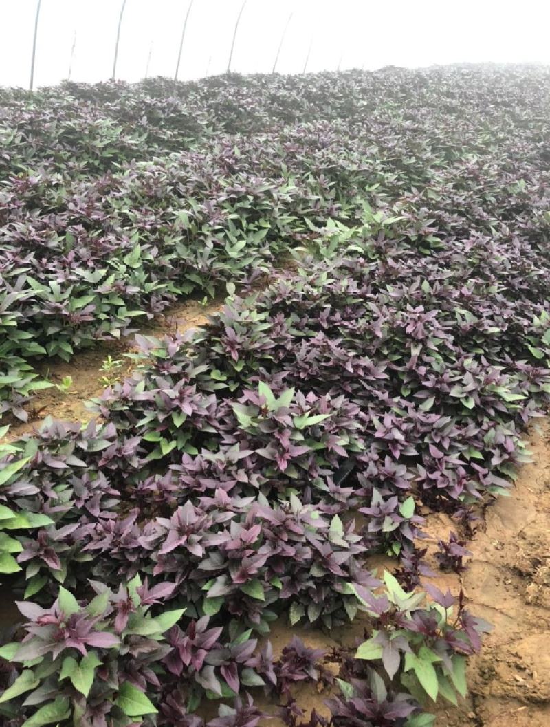 澳洲紫白红薯苗，地瓜苗，一点红红薯苗，澳洲紫白薯苗，脱毒