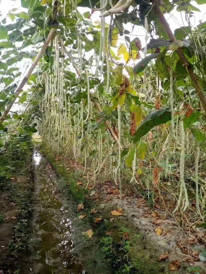 泰丰红嘴豆甜白豆角豆条顺直肥嫩清甜