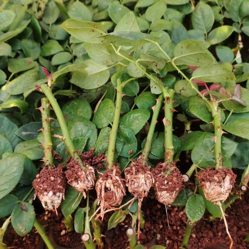 基地直供【苏菲宝贝】多头玫瑰苗盆栽绿植花卉种苗四季开花