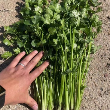 香菜菠菜山芹韭菜