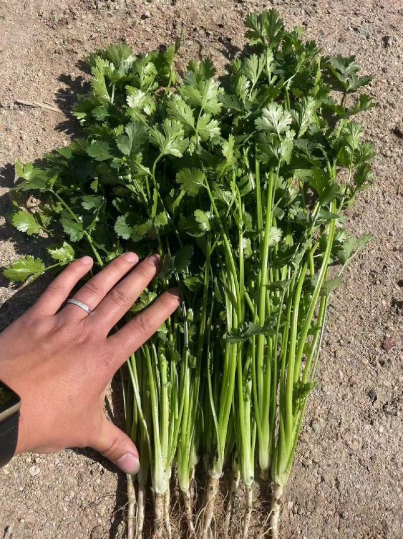 香菜菠菜山芹韭菜