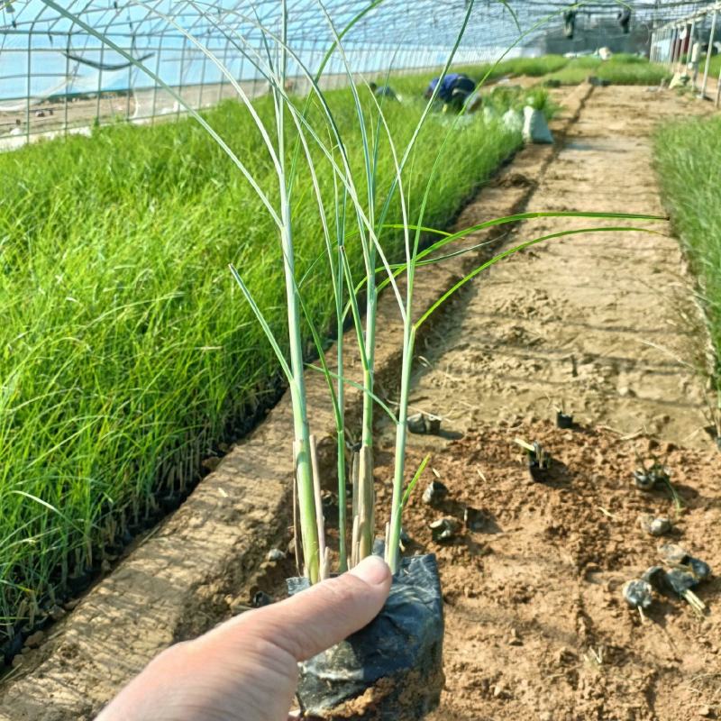 细叶芒草苗，景观绿化植物品种，坤盛苗木基地