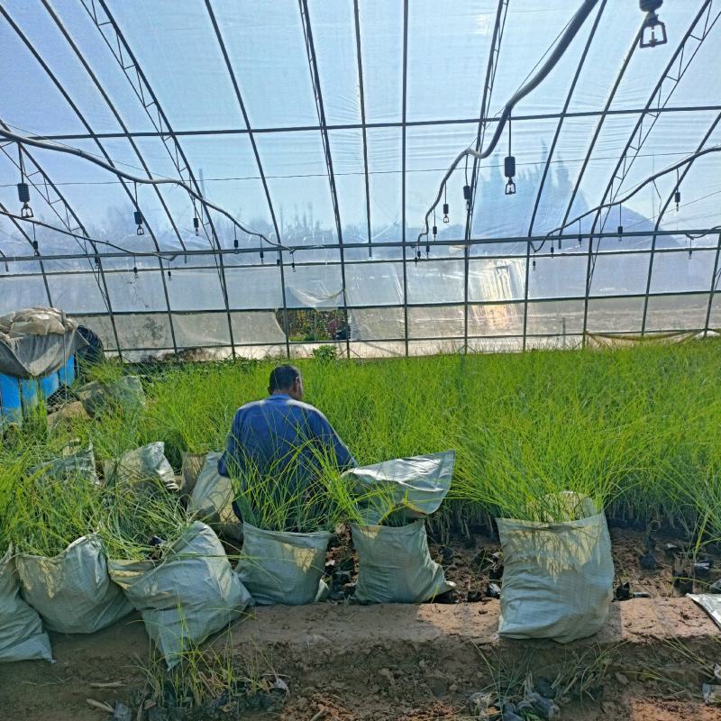 细叶芒草苗，景观绿化植物品种，坤盛苗木基地