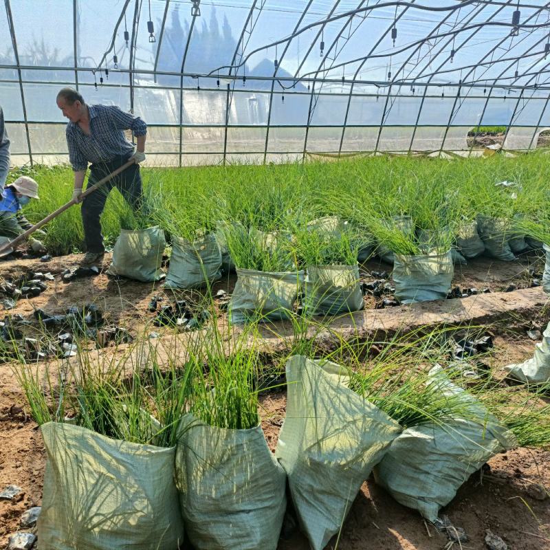 细叶芒草苗，景观绿化植物品种，坤盛苗木基地