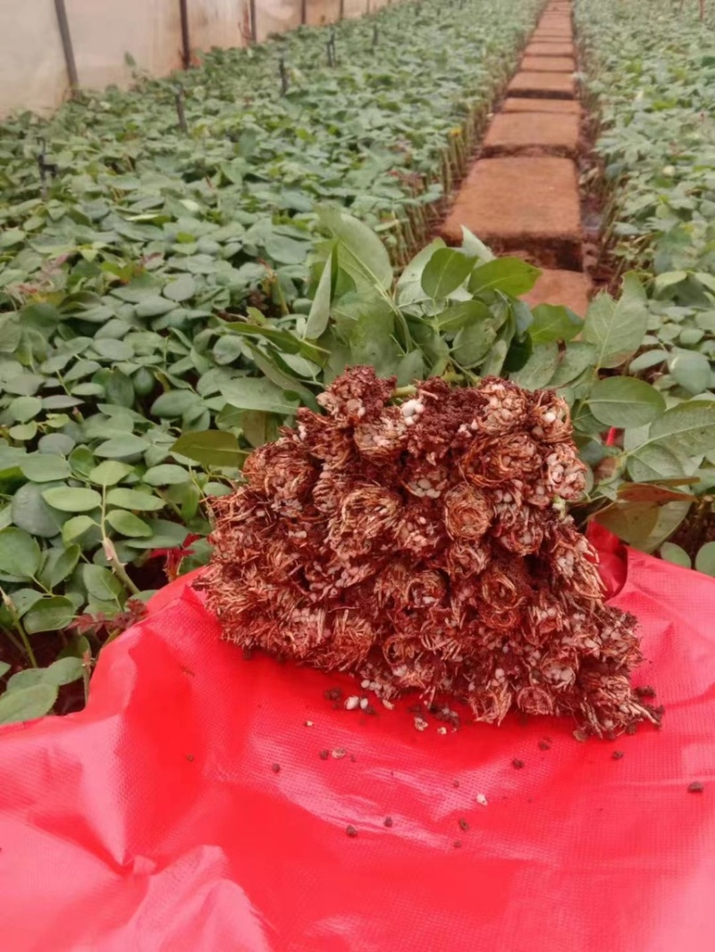 基地直供【朱丽叶塔】微型月季小苗裸根苗盆栽绿植花卉种苗