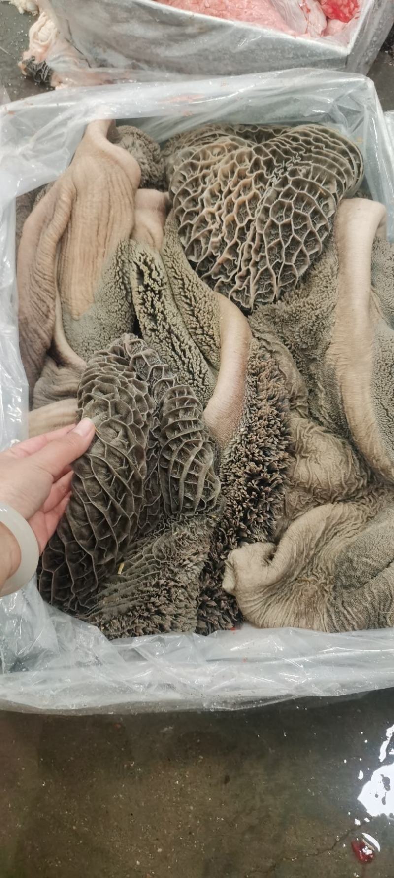 纯干精修无油西门塔尔大公牛大肚