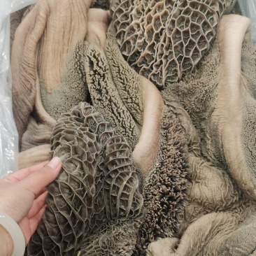 纯干精修无油西门塔尔大公牛大肚