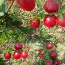 温棚中油4黄心油桃