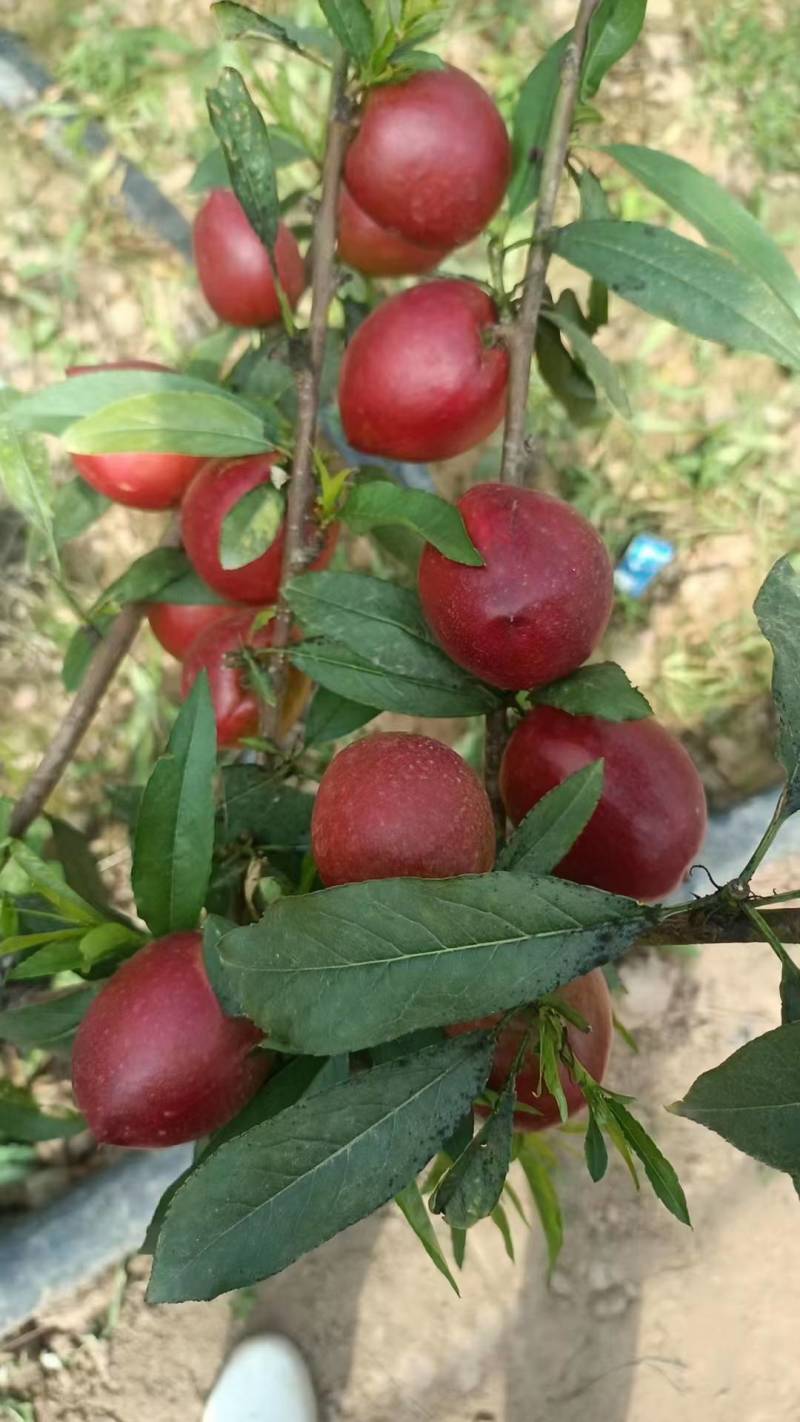 温棚中油4黄心油桃