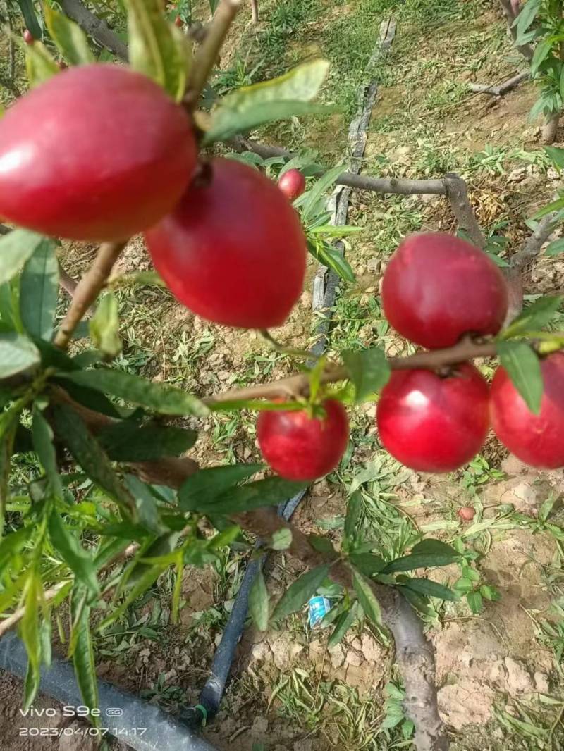 温棚中油4黄心油桃