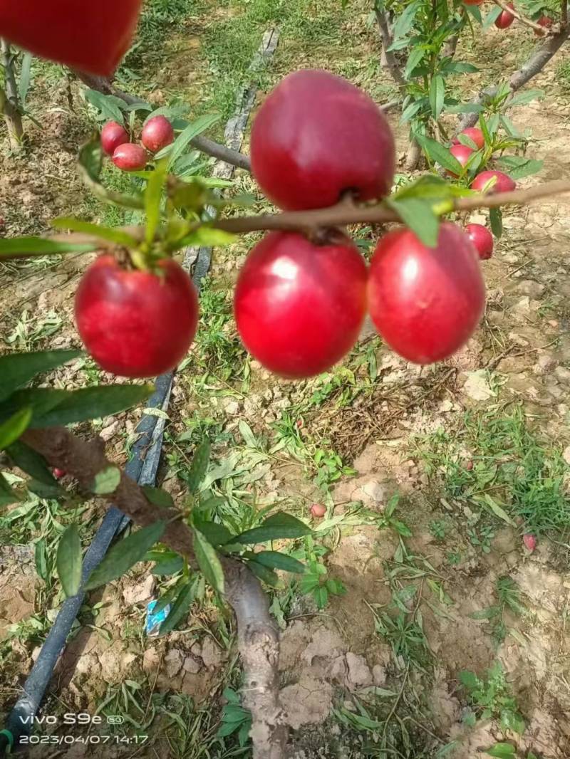 温棚中油4黄心油桃