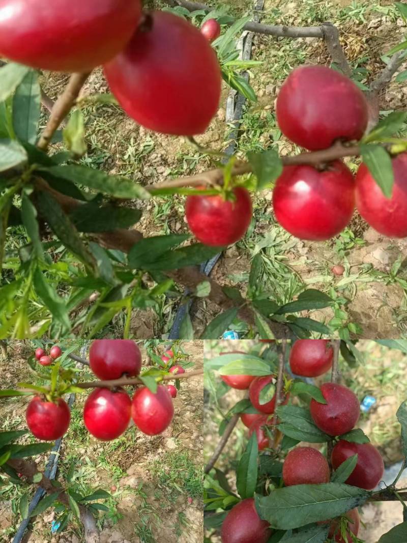 温棚中油4黄心油桃