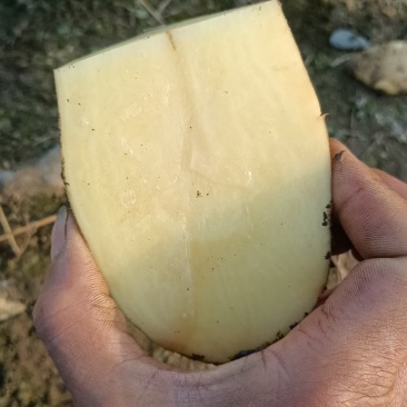 24年新鲜现挖土豆开始大量上市老！专业团队代办！品质保证