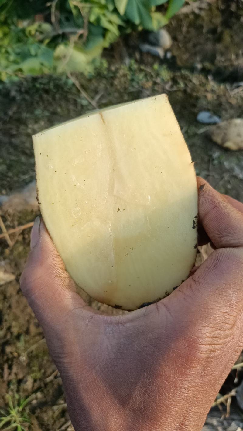 24年新鲜现挖土豆开始大量上市老！专业团队代办！品质保证