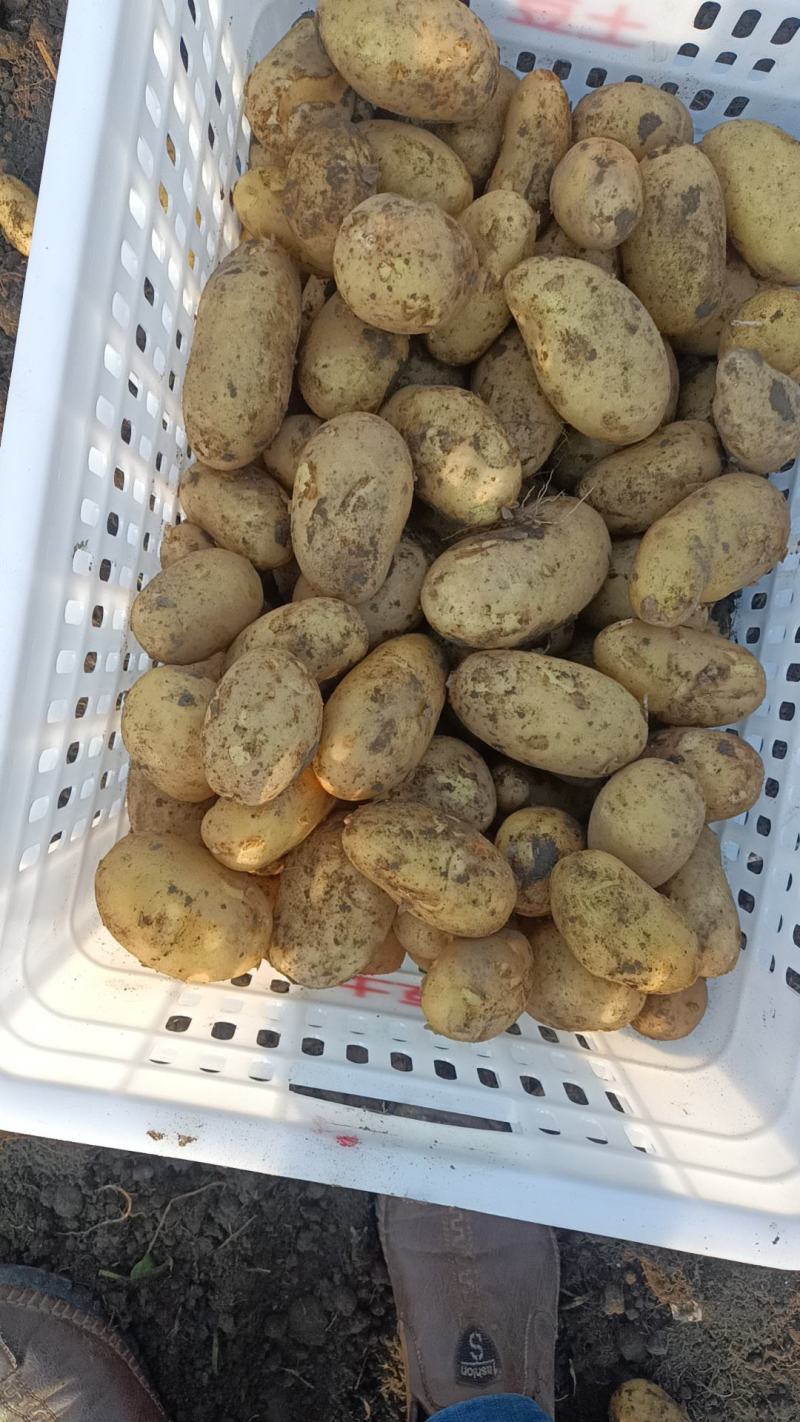 24年新鲜现挖土豆开始大量上市老！专业团队代办！品质保证