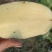 24年新鲜现挖土豆开始大量上市老！专业团队代办！品质保证