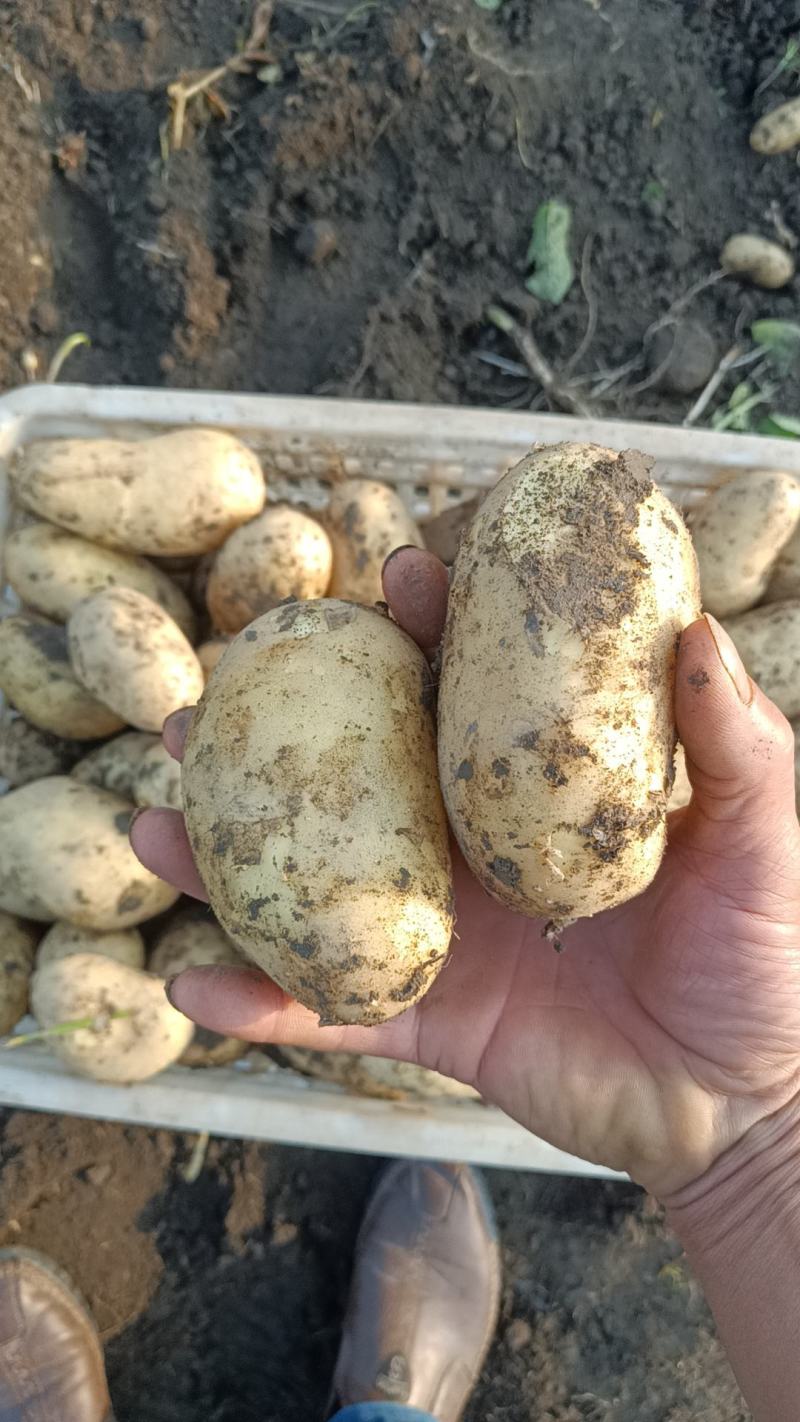 24年新鲜现挖土豆开始大量上市老！专业团队代办！品质保证