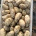 24年新鲜现挖土豆开始大量上市老！专业团队代办！品质保证