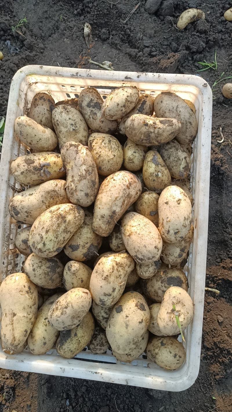 24年新鲜现挖土豆开始大量上市老！专业团队代办！品质保证