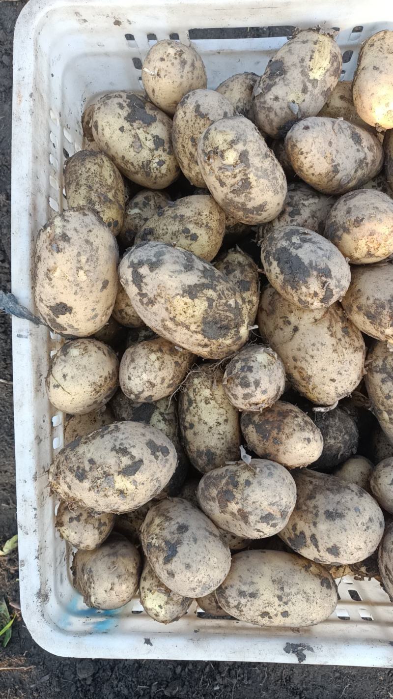 24年新鲜现挖土豆开始大量上市老！专业团队代办！品质保证